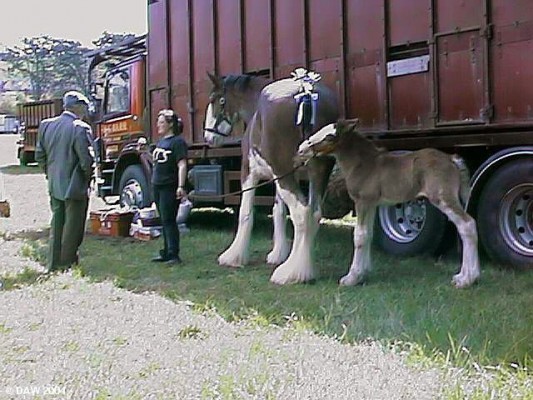 Heavy Horses, 1999
