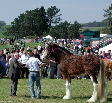 2004, Clydesdale Horse
