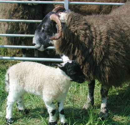 The white sheep of the family?
