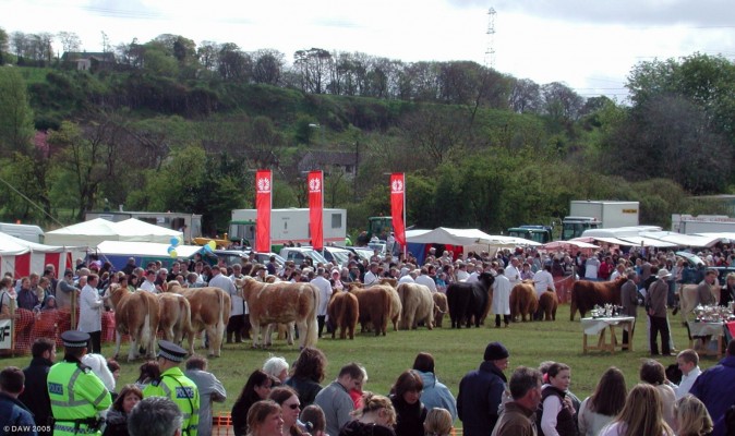 2005, Cattle parading in the main ring

