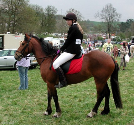 2006, horse jumping
