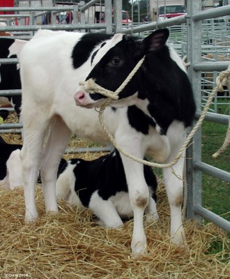 2006, Is this my best side?
