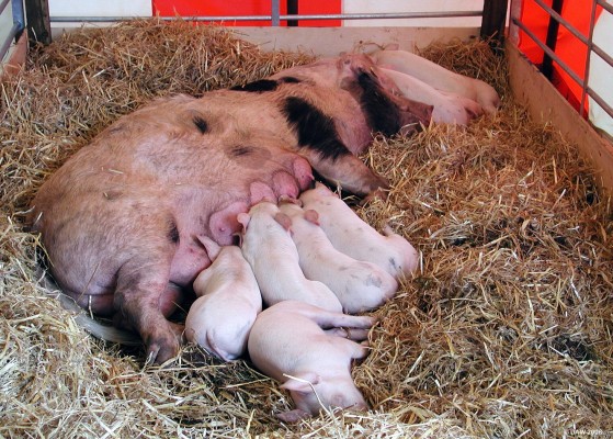 2006, Piglet heaven
