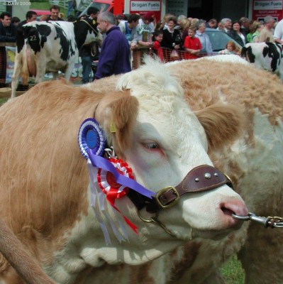 2006, Red or Blue?  I just can't decide
