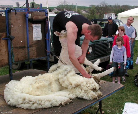 2006, Sheep shearing demonstration
