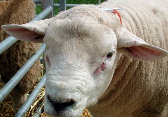 2007, well spaced eyes are a sign of intelligence they say
