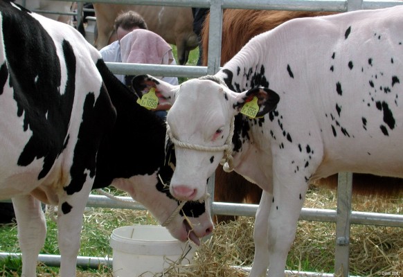 2007, Black & White or White & Black, take your pick
