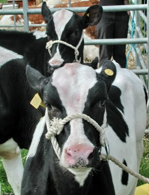 2007, curious calves
