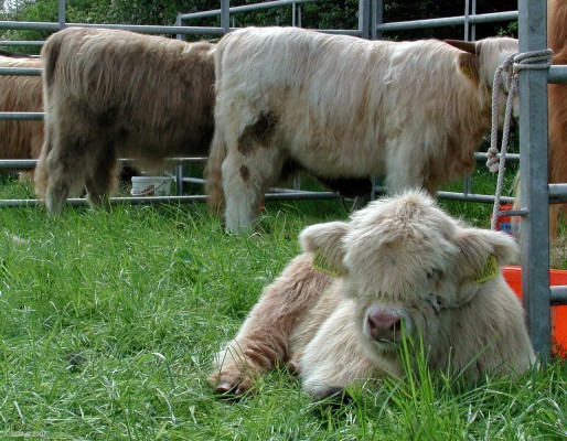 2007, sometimes the Neilston Show is all too much and you need to take a wee rest
