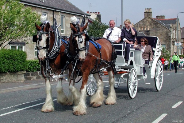 2007 The Jackton Clydesdales lead the parade through Main Street

