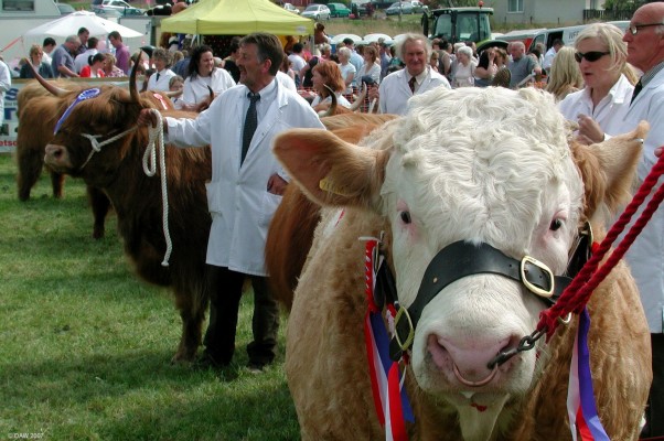 2007, cattle parade in main ring
