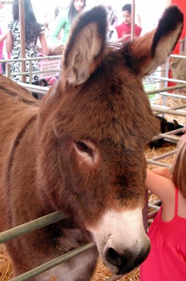 2007, there's always someone acting the donkey
