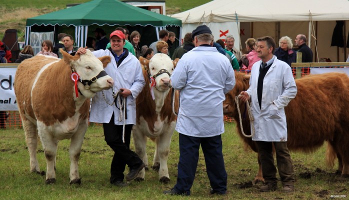 2008, Cattle in main ring
