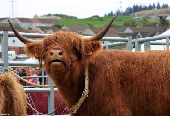 2008, Highland Cattle
