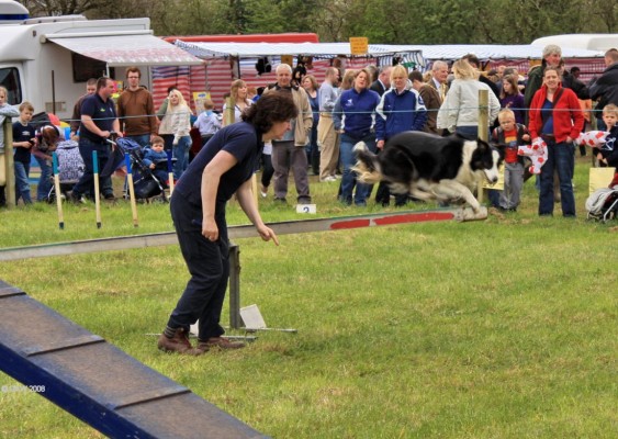 2008, Dog Trials, or, chase your dog
