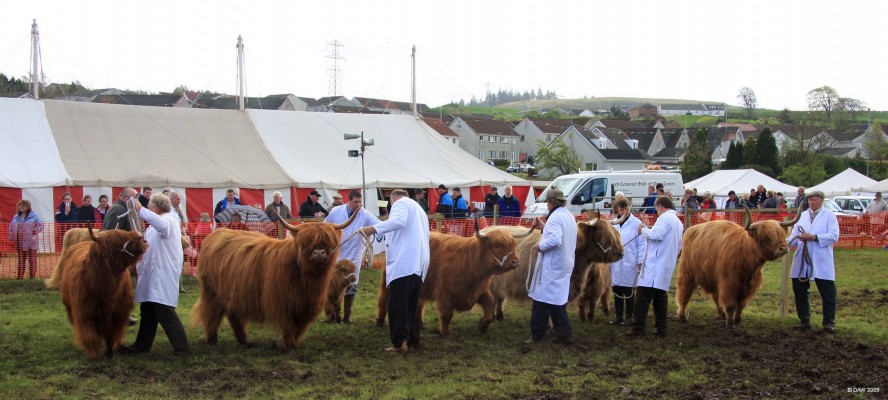 2009, Highland cattle
The Highland cattle lined up for judging in the main ring.  The Neilston Pad can be seen on the horizon.
