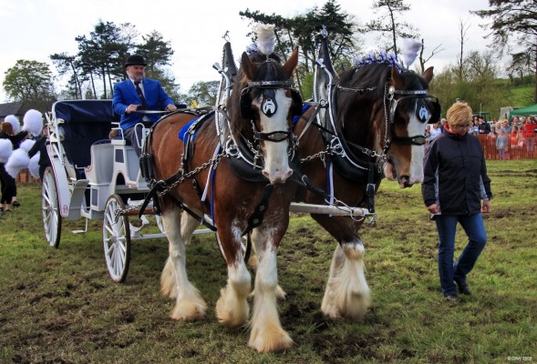 2009, The Jackton Clydesdales
The Jackton Clydesdales bringing the Parade into the main arena.
