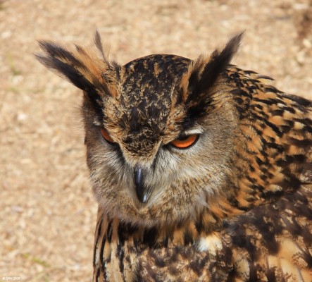 2009, Long eared Owl
