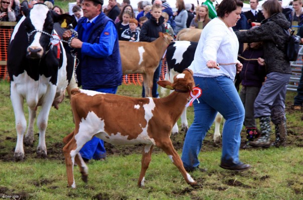 2009, Calf

