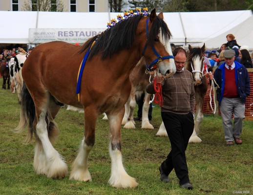 2010, Grand Parade, Heavy Horses
