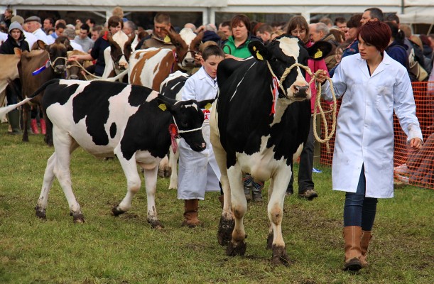 2010, Grand Parade, cattle
