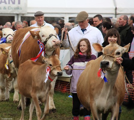 2010, Cattle, Grand Parade
