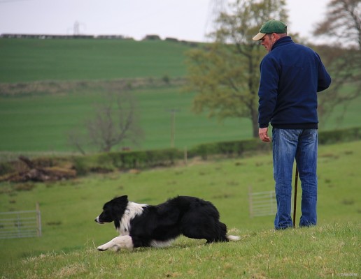 2010, let me at those sheep
