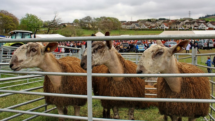 2010, The Three Amigos
