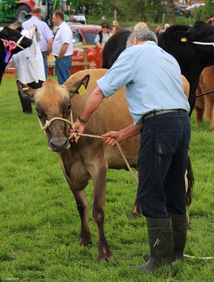 2011, How now, Brown Cow?
