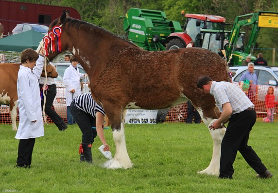 2011, Last minute pampering
