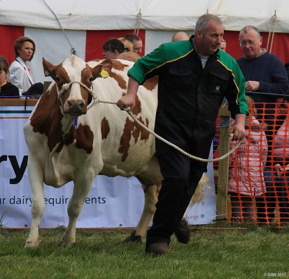 2012, Ayrshire Cow, Grand Parade
