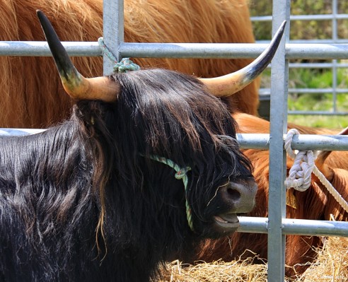 2012, Black Highland Cattle
