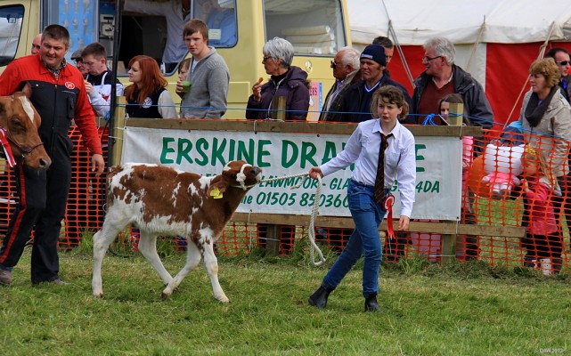 2012, Calf, Grand Parade
