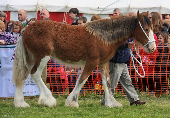 2012, Heavy Horse, main ring
