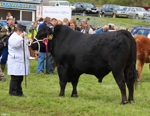 2012, Judging in the main ring
