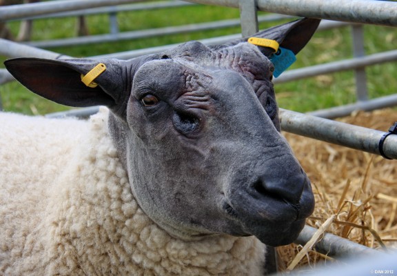 2012, Sheep
They aren't wrinkles, they're wisdom lines
