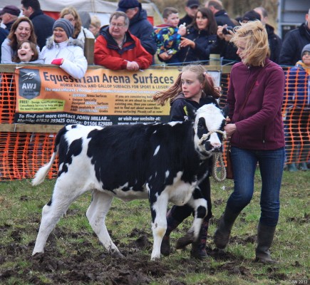 2013, Calf, Grand Parade
