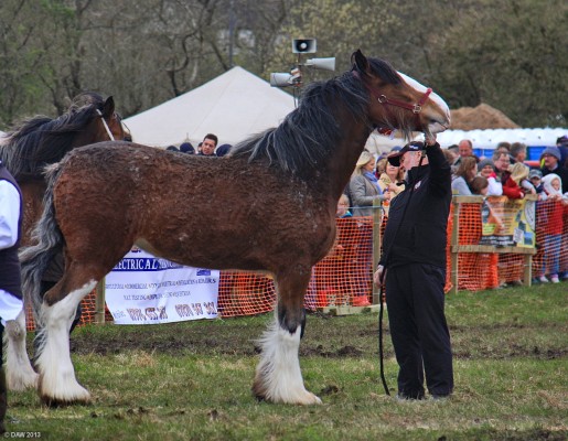 2013, Heavy Horse
