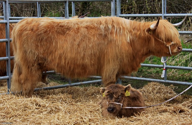 2013, Highland cow and calf
