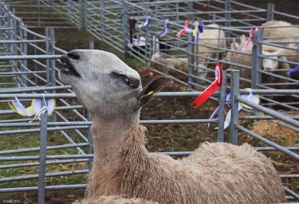 2013, I wish I was a giraffe
