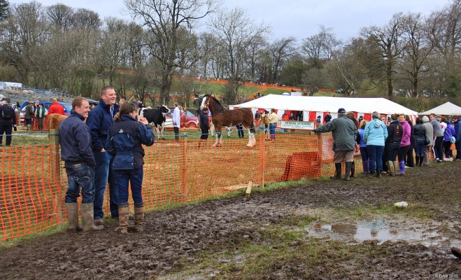 2013, Mud
A heavy horse in the main ring during the judging.  Due to heavy rain the previous day the 2013 show was a very muddy affair compared to recent years.
