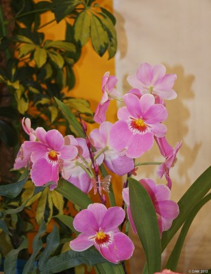 2013, Colour in the Homecraft Dome
