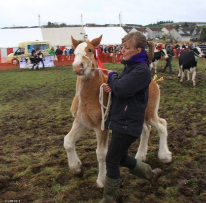 2013, Young horse in Grand Parade
