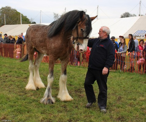 2014, Grand Parade, Heavy Horse
