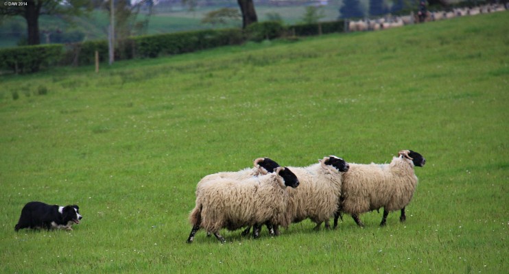 2014, sheep dog trials
