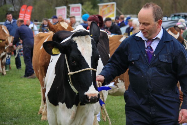 2015, Cattle in Grand Parade
