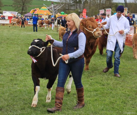 2015, Cattle in Grand Parade
