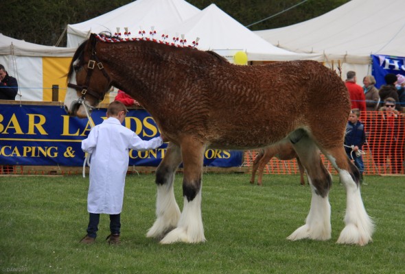 2015, Young handlers
