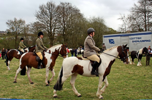 2015, More horse standing
