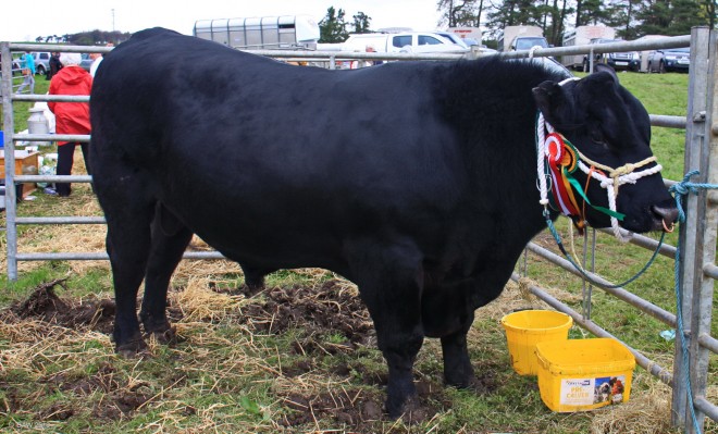 2018, Neilston Show, Black Bull
